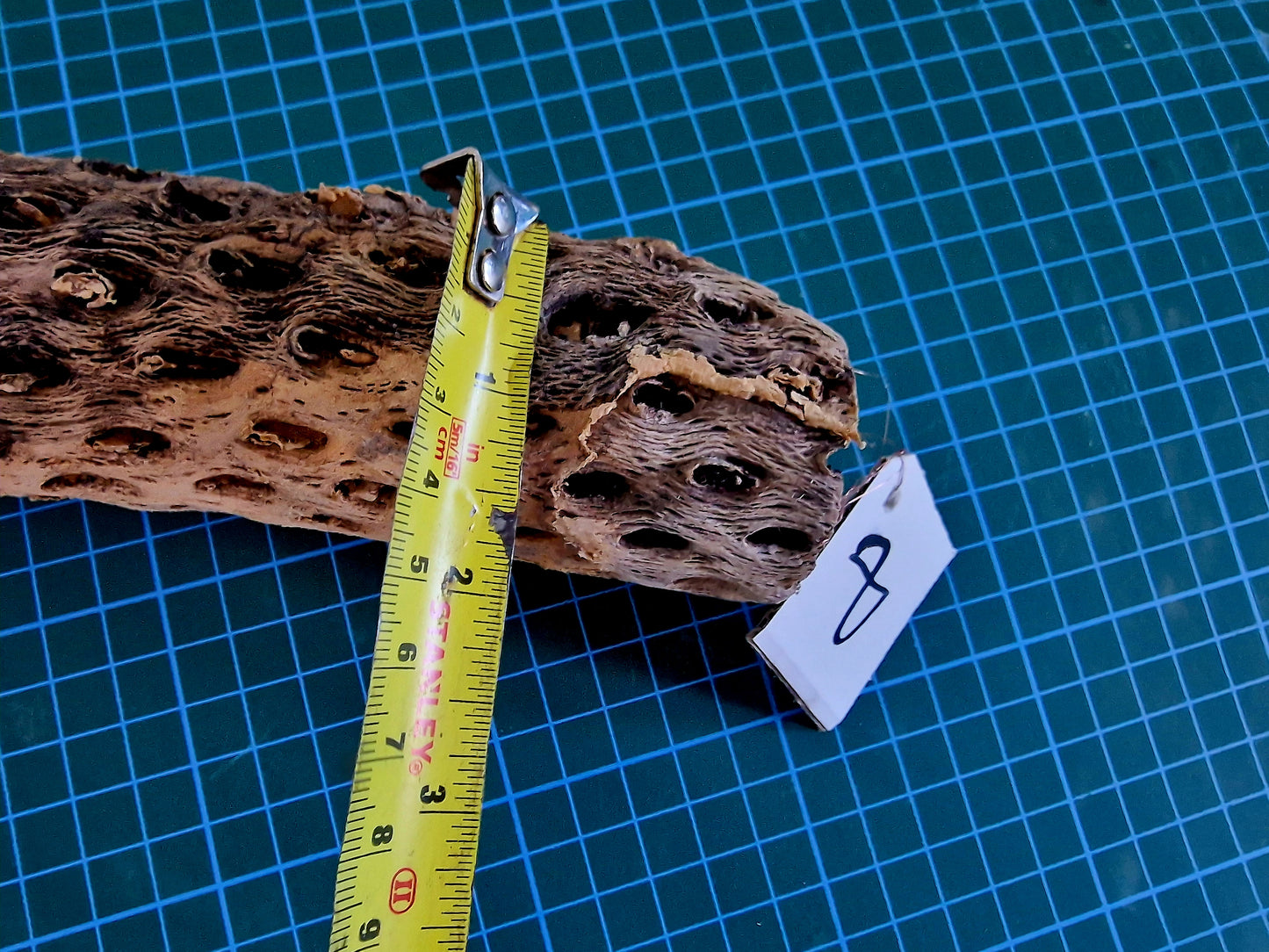 Cholla Wood Large XXL Size - 22.5inch (57cm) Lot Nº8