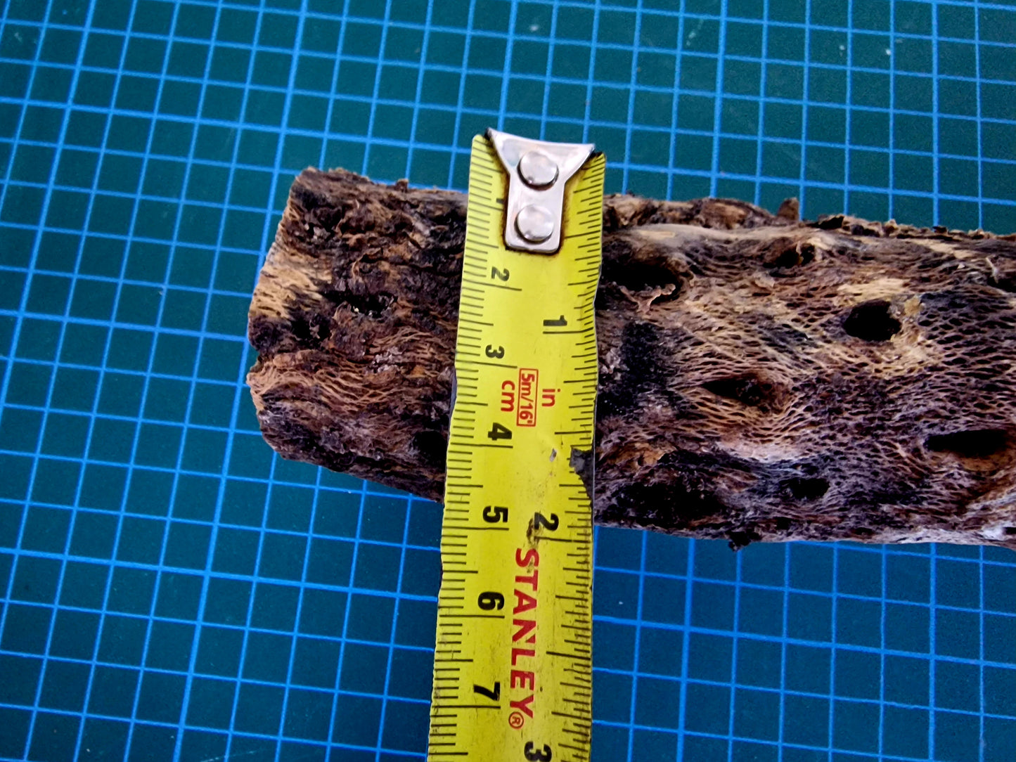 Cholla Wood Large XXL Size - 2ft (61cm) Lot Nº14