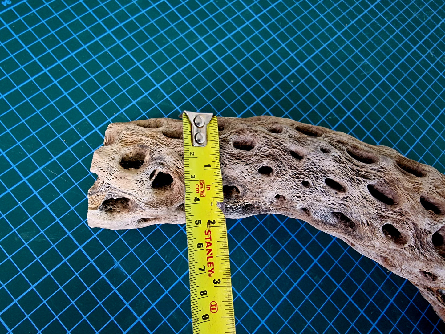 Cholla Wood Large XXL Size - 26in (66cm) Lot Nº16