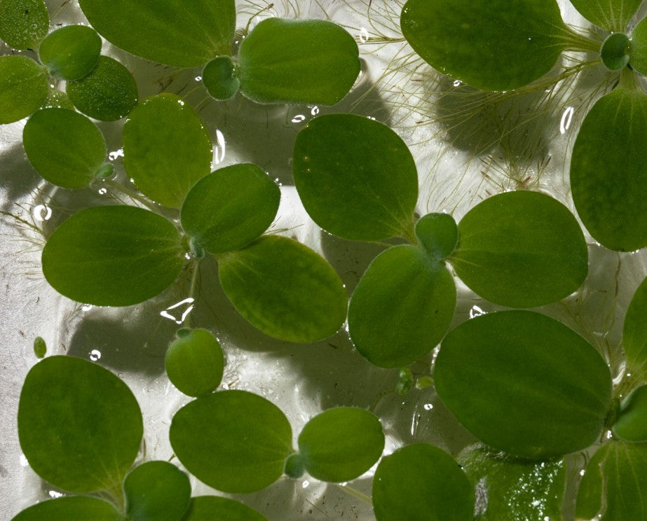 Water Lettuce Pistia Stratiotes Dwarf Mini Live Aquarium Floating Plants