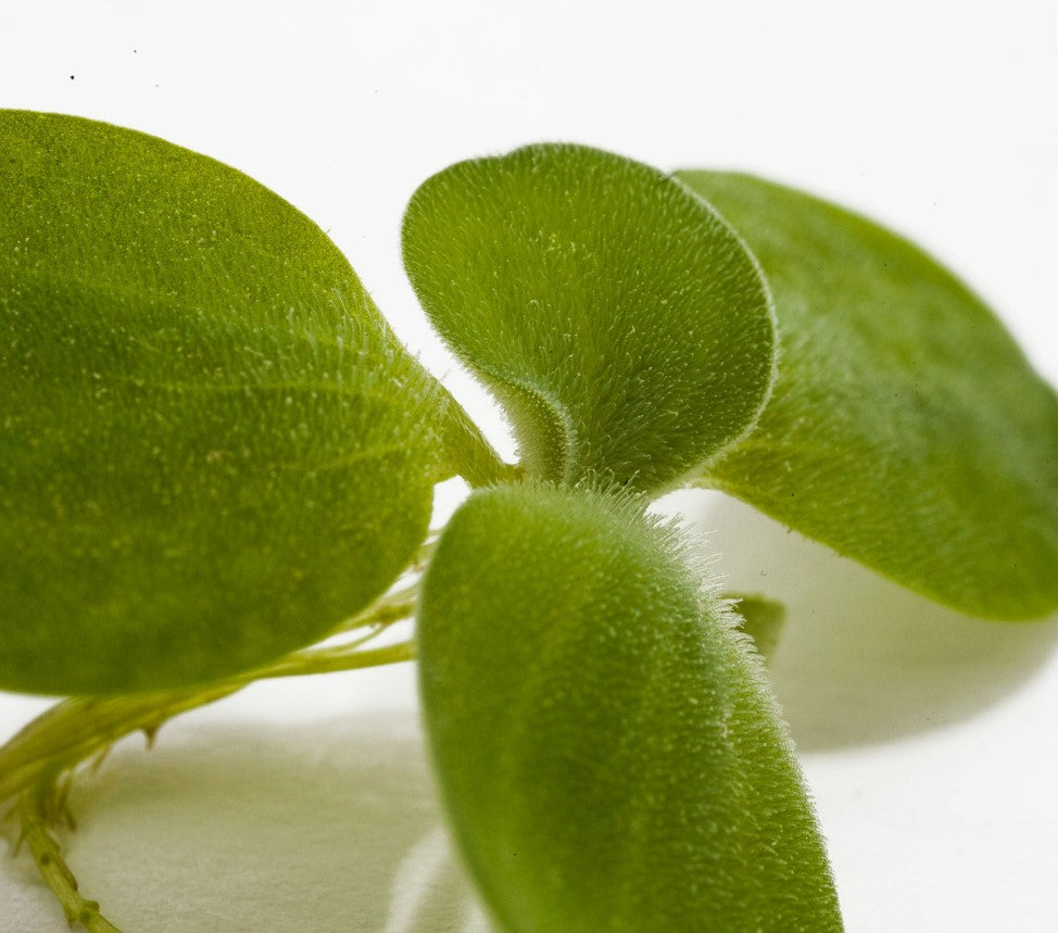 Water Lettuce Pistia Stratiotes Dwarf Mini Live Aquarium Floating Plants