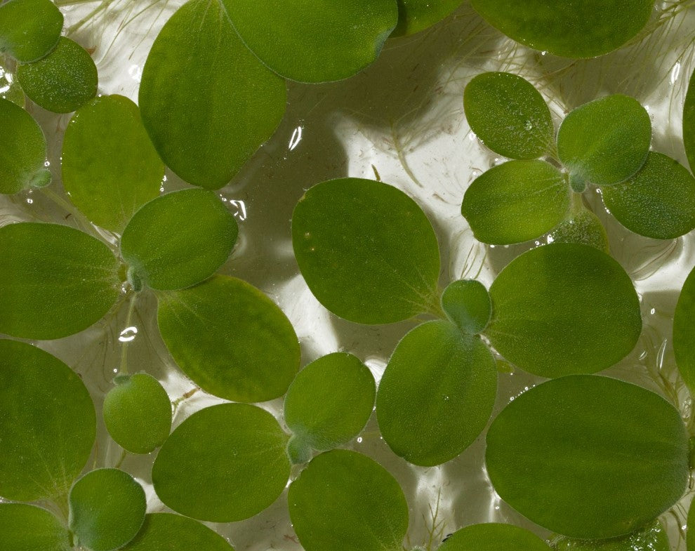 Water Lettuce Pistia Stratiotes Dwarf Mini Live Aquarium Floating Plants