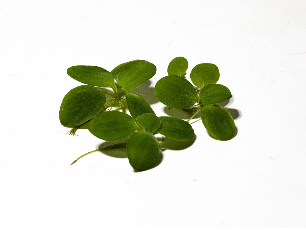 Water Lettuce Pistia Stratiotes Dwarf Mini Live Aquarium Floating Plants